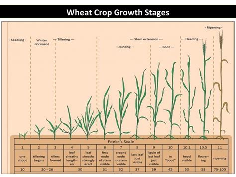 Wheat Crop Growth Stages