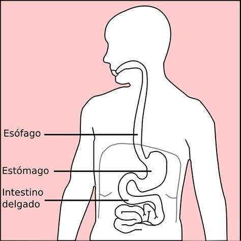 Estómago - Wikipedia, la enciclopedia libre