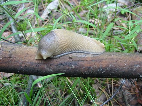 Garden Slugs | Slug Traps, Slug Bait, and Slug Repellent | The Old ...