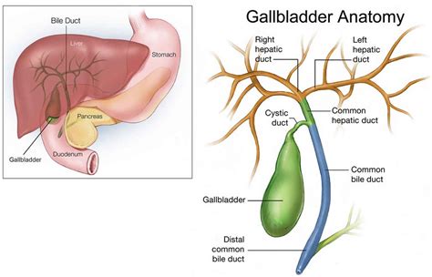 Bile duct obstruction causes, signs, symptoms, diagnosis and treatment