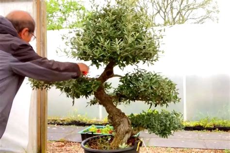 Bonsai Olive Tree Care Guide: Indoor & Outdoor Care