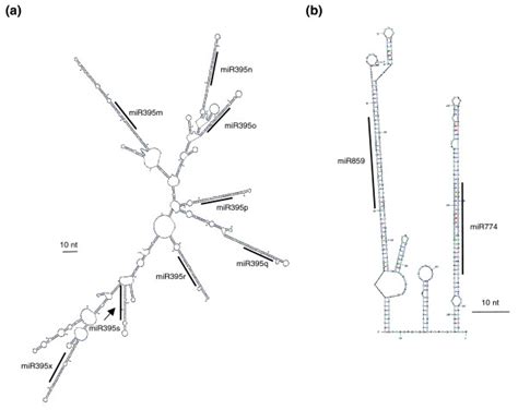 Representative RNA secondary structure of putative polycistronic ...