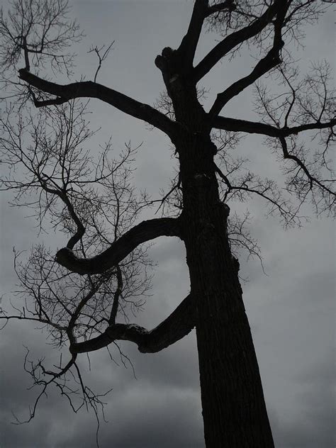 Barren Tree in Winter Photograph by Guy Ricketts - Fine Art America