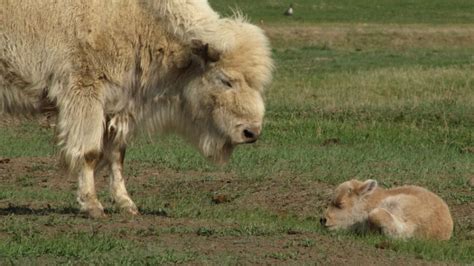 Rare white bison born in Wyoming