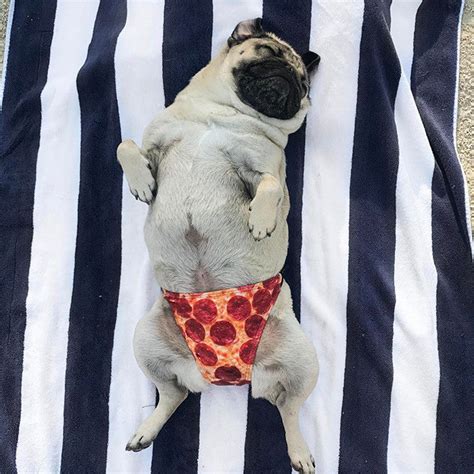 Doug the Pug: King of Pop Culture and Lover of Food (Mostly Pizza and - Pyknic