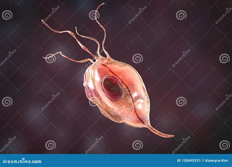 Trichomonas Tenax, A Protozoan Found In The Oral Cavity Stock Illustration - Illustration of ...