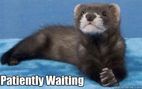 Waiting | Waiting meme, Funny pictures, Waiting patiently meme