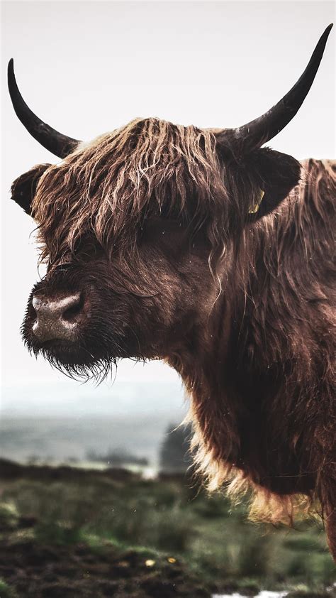 Highlands Cow, David, HD phone wallpaper | Peakpx