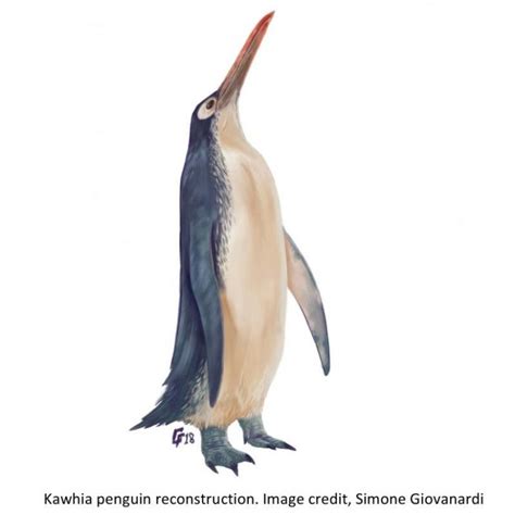 Remarkable Fossil of Extinct Giant Penguin Species Discovered in New Zealand