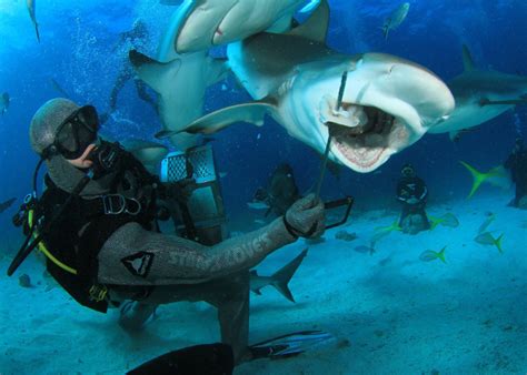 The Best Dive Sites in the Bahamas • Scuba Diver Life