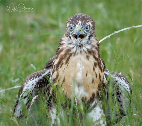 Juvenile Red Tailed Hawk