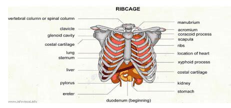 Pain under Right Rib Cage : Health Blog