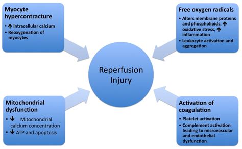 Reperfusion injury pathophysiology - wikidoc