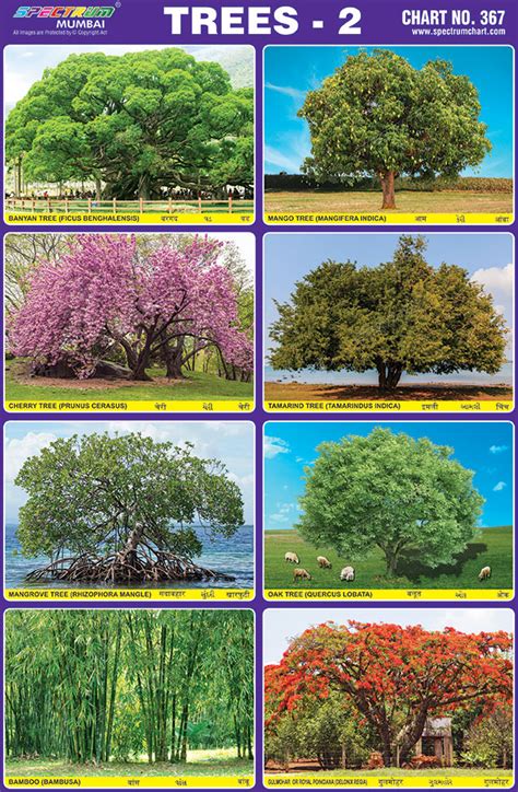 Types Of Trees With Names