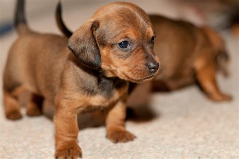 Cute Dachshund Puppy HD Wallpaper