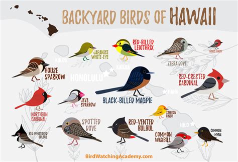 Backyard Birds of Hawaii - Bird Watching Academy