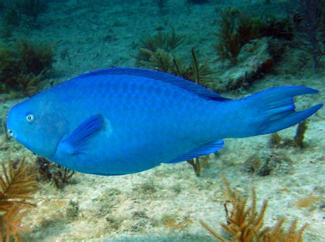 Blue Parrotfish - Scarus coeruleus - Key Largo, Florida - Photo 3 - Caribbean Reefs