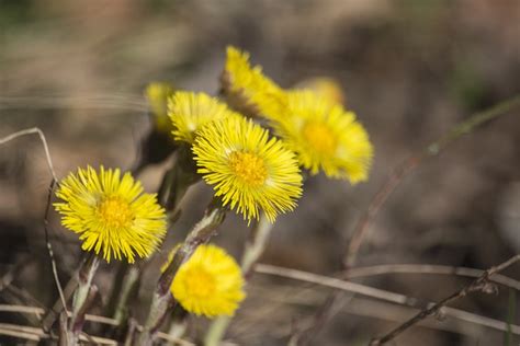 Primavera Amarillo Flores Precoz - Foto gratis en Pixabay - Pixabay