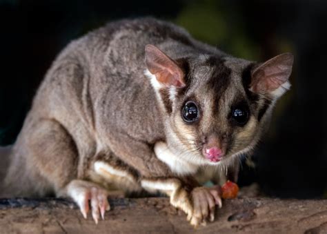 australian possums | Australian Wildlife