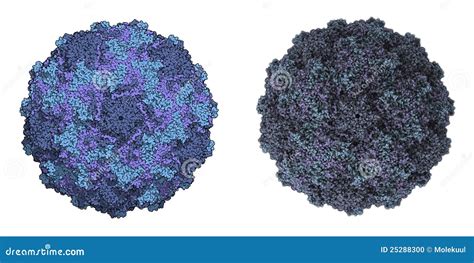 Human Rhinovirus stock illustration. Image of human, microbiology ...