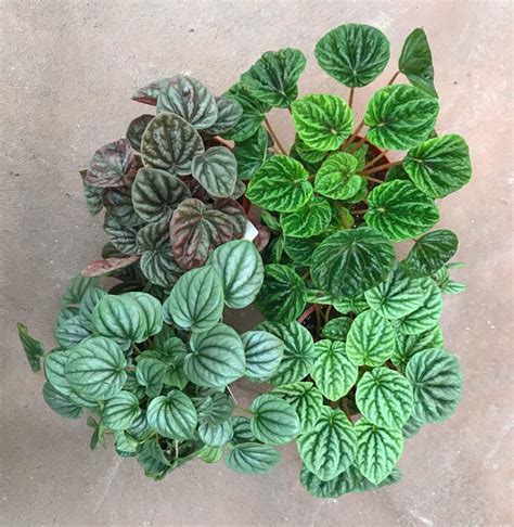 Peperomia Party: A Guide to Peperomia - Leaf and Paw