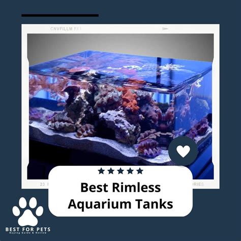 The 4 Best Rimless Aquarium Tanks