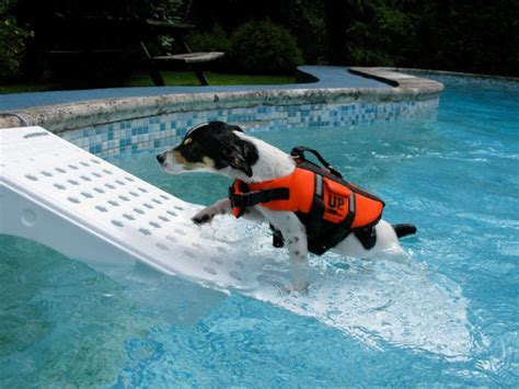 Dog Pool Ramps and Ladders for Your Pets | Best Above Ground Pools