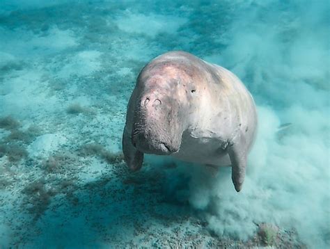 Dugong Facts - Animals of the Ocean - WorldAtlas.com