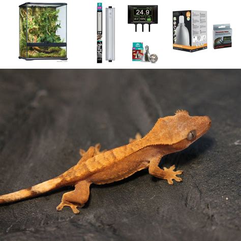 Leopard Gecko Terrarium Set Up - Premium Large | Evolution Reptiles