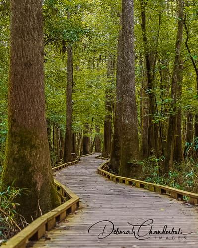 Congaree National Park - 1 great spots for photography