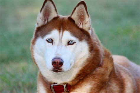 Pitsky - American Pitbull & Husky Cross - Animal Corner