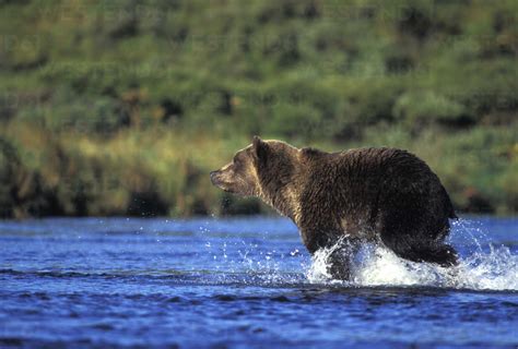 Grizzlybear, Kodiakbear stock photo