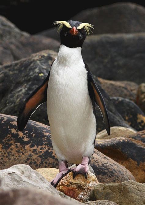 Fiordland penguin | Eudyptus pachyrhynchus (With images) | Crested penguin, Penguins, Penguin ...