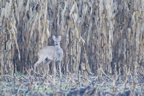 250 Deer corn Stock Pictures, Editorial Images and Stock Photos | Shutterstock