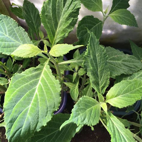 Salvia Divinorum Plants For Sale | Buy Best Salvia Online 1