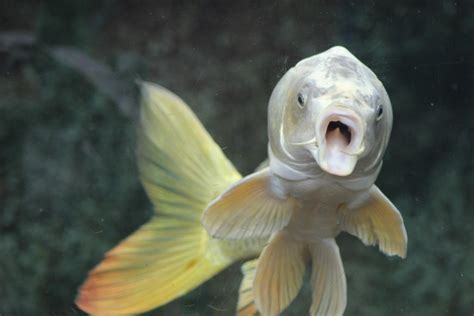 Screaming Fish by suzi89 on DeviantArt