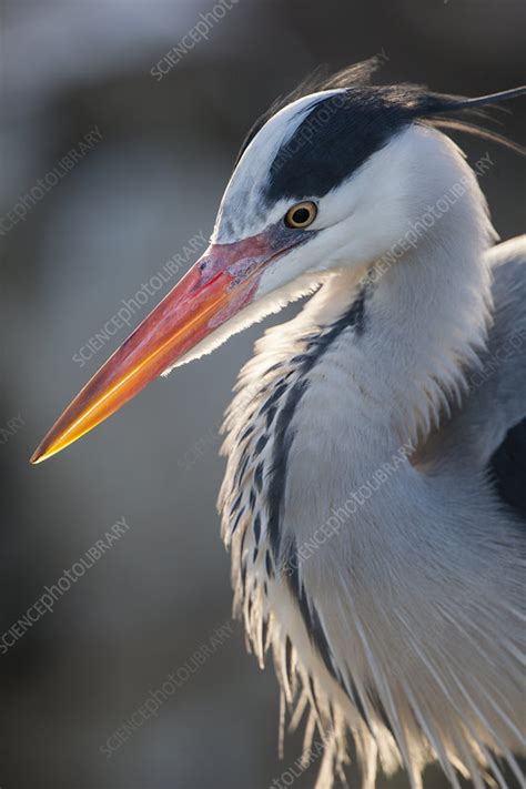 Grey heron adult in breeding plumage - Stock Image - C040/7981 - Science Photo Library