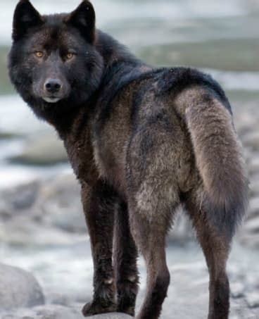 Alexander Archipelago Wolf on the Edge of Extinction | Wolf dog, Wolf ...