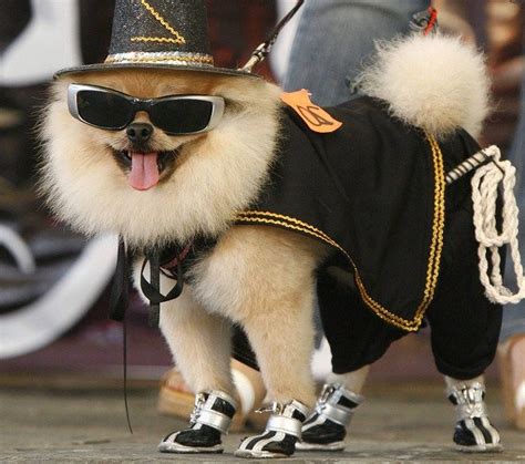 Boo The Dog Dress Up - Dog : Pet Photos Gallery#OXn397P478 | Dressed up dogs, Boo the dog, Boy ...