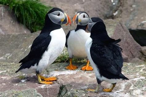 Puffins || Gatherall's Puffin and Whale Watch || Bay Bulls ...