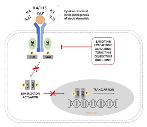 JCM | Free Full-Text | The JAK/STAT Pathway and Its Selective Inhibition in the Treatment of ...