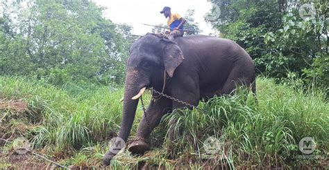 Kumki elephants on patrol to save Wayanad's Muthumari villagers from wild jumbos