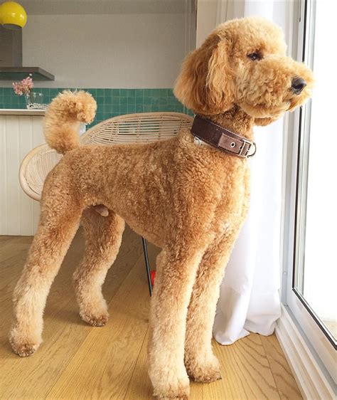 See this Instagram photo by @cotton.crush • 674 likes | Poodle grooming, Poodle cuts, Poodle haircut