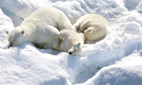 ‘To the Arctic,’ an Imax Polar Bear Documentary - The New York Times