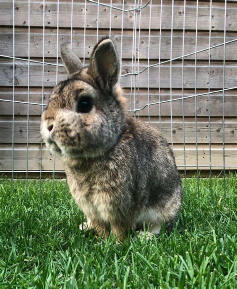 Netherland Dwarf Rabbit + Cage & Accessories Included | in Hinckley ...