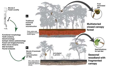 Apes may have evolved upright stature for leaves, not fruit, in open woodland habitats