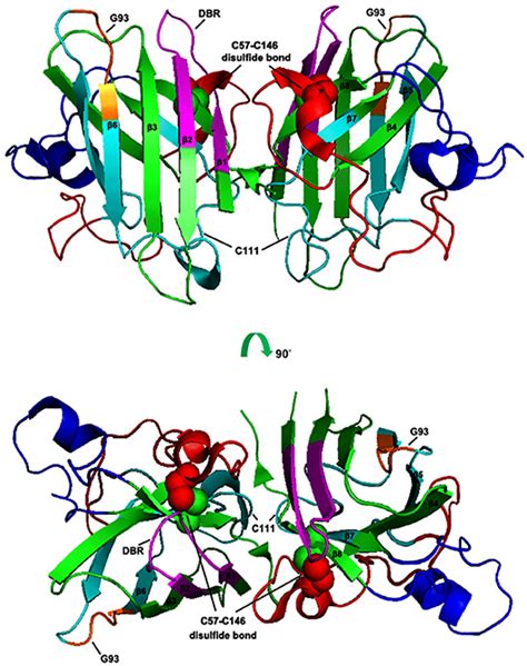 Frontiers | Structural Properties and Interaction Partners of Familial ALS-Associated SOD1 Mutants