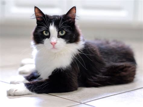 6 Paw-inspiring Facts About the Tuxedo Cat | Tuxedo cat, Cat aesthetic, Pets cats