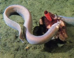 Hagfish slime as a model for tomorrow's natural fabrics - American Chemical Society