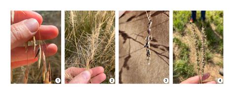 Witches, Hallucinations, and Seed Pathogens: A Closer Look at Ergot - Institute for Applied Ecology